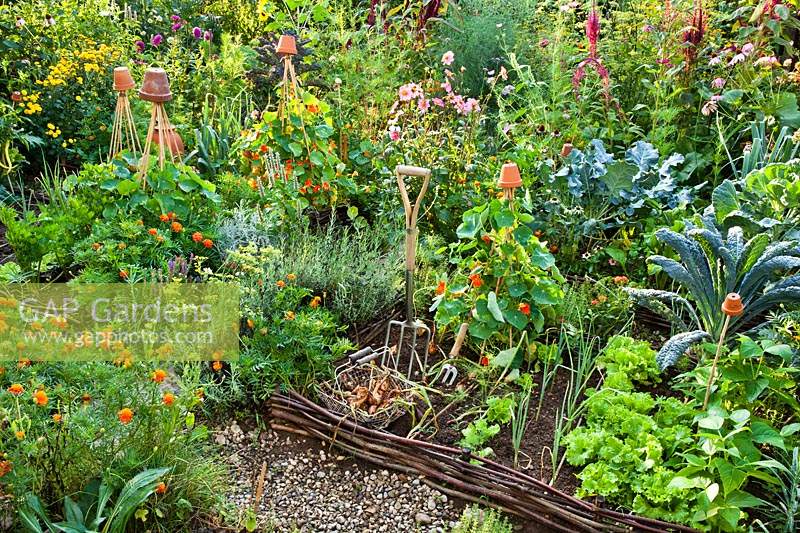 Potager garden with beds edged with woven willow, recently-harvested onions
 in wire trug and garden tools