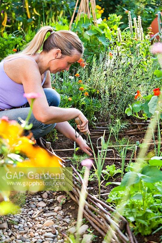 Woman planting lettuce plugs in raised beds in vegetable garden. 