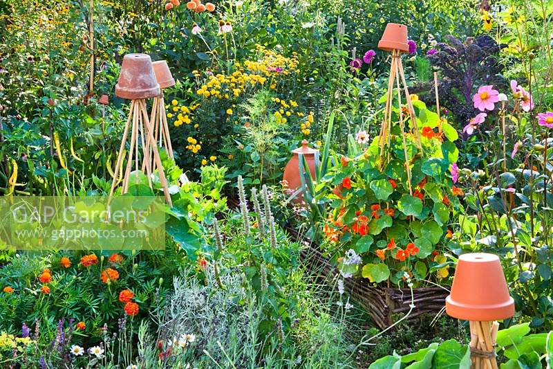 Beneficial planting with flowers and herbs in vegetable garden including Agastache rugosa 'Blue Fortune', Helichrysum italicum, Lavandula angustifolia, Tagetes patula and Trapaeolum majus.
