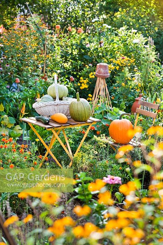 Vegetable harvest on garden table, including pumpkins and courgettes.