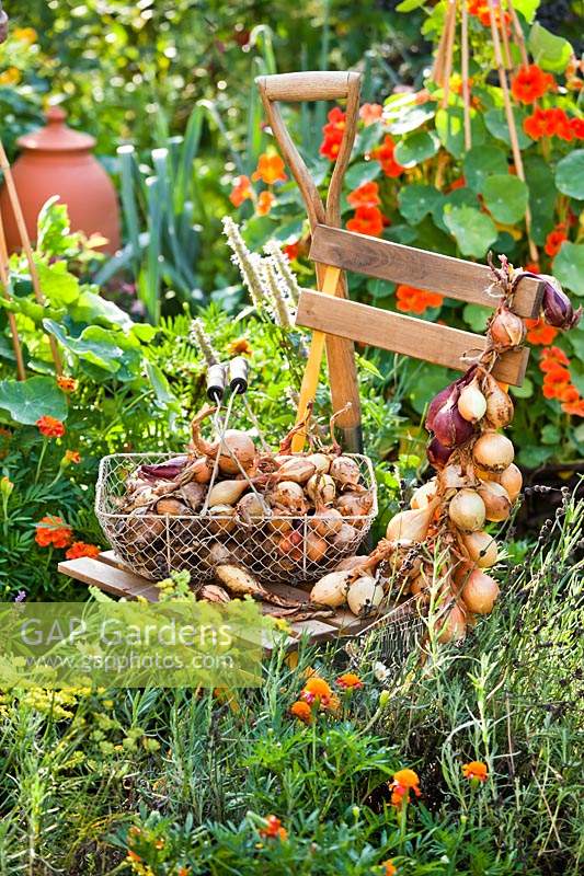 Harvested onions hanging from garden chair in organic vegetable garden.
