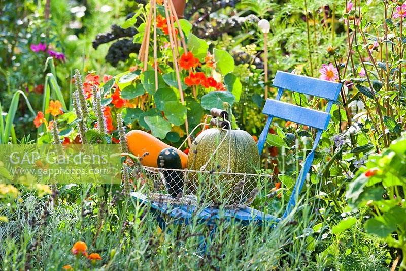 Harvested pumpkins and courgettes on a chair in rustic vegetable garden.