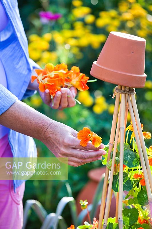 Woman picking edible nasturtium flowers from plants grown up tripod of canes