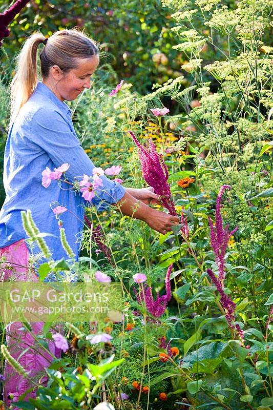 Woman picking cut stems of Amaranthus caudatus - love-lies-bleeding - for floral arrangements.