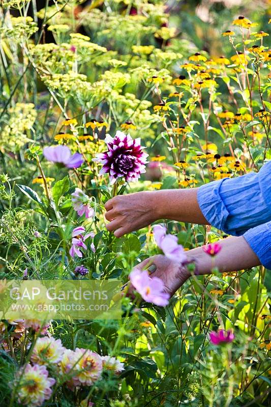 Woman cutting stems of Dahlia 'Mystery Day' for floral arrangements