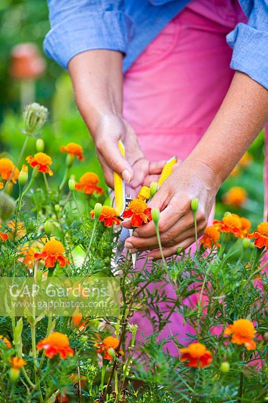 Deadheading Tagetes patula - French marigold, a companion planting in 
vegetable garden for insect and nematode control