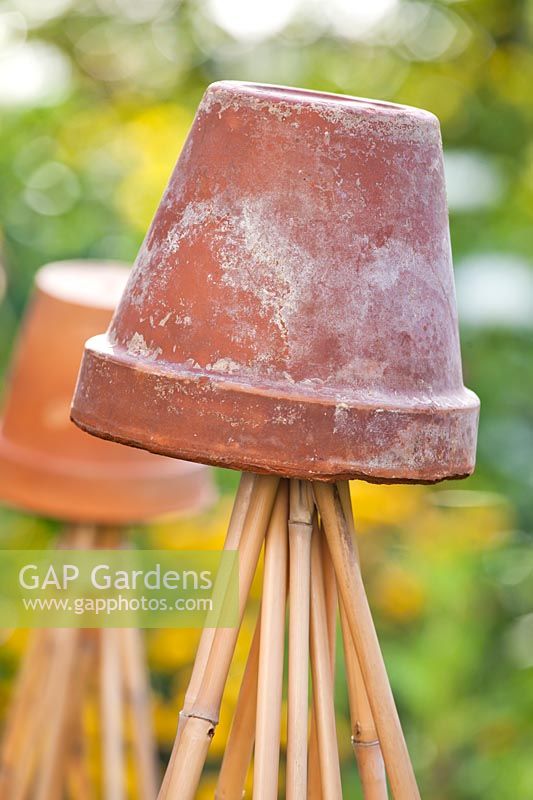 Upturned terracotta pot on top of wigwam of bammboo cane supports