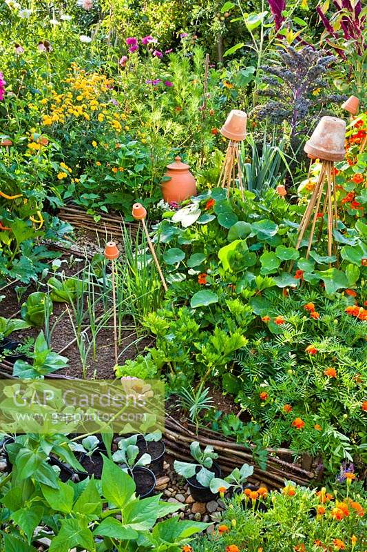 Raised beds with vegetables in amongst flowers and herbs in a potager style.
Plants include: leeks, celery, French beans, lettuce, kale and flowers such as Tagetes - French marigolds,
 nasturtium, Zinnia elegans, Dahlia, Chrysanthemum, Cosmus bipinnatus and Amaranthus caudatus.