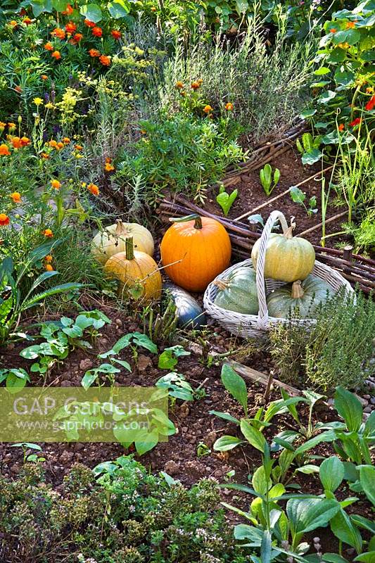 Harvested pumpkins in potager style garden. 
Planting includes French beans 'Berggold', Tagetes patula - French marigold,
 Lavandula angustifolia - English lavender, lettuces, kohlrabi, leeks and 
marjoram.