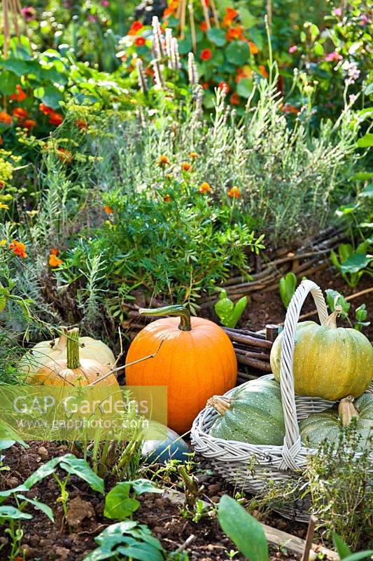 Harvested pumpkins in vegetable garden