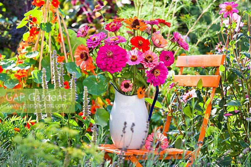 Jug of Zinnia flowers on a chair in flower bed