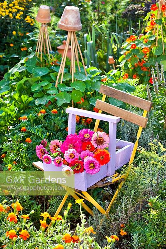 Wooden trug of Zinnia cut flowers on a chair in a colourful garden