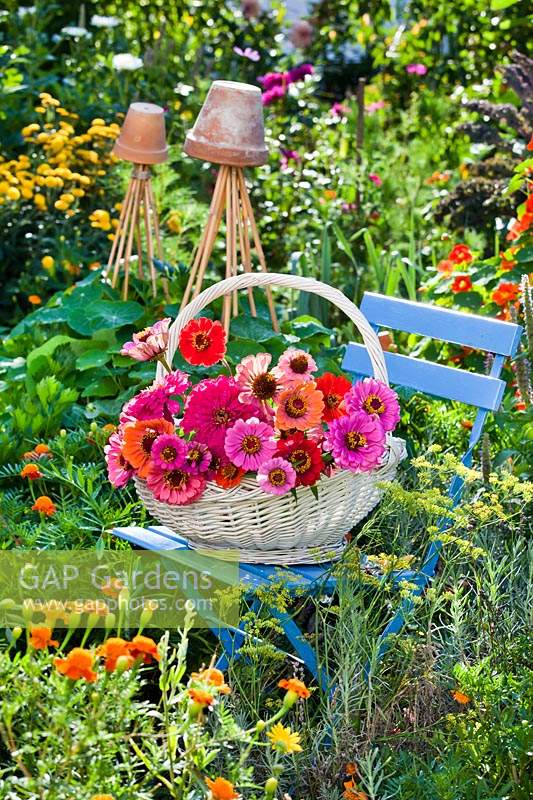 Wicker basket of Zinnia cut flowers on a chair in a colourful garden
