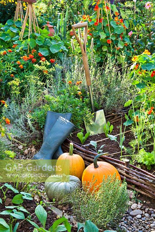 Display of harvested pumpkins, boots and spade in raised beds with potager style planting