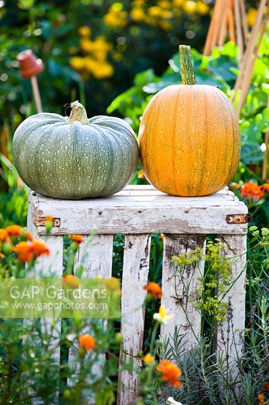 Pair of harvested pumpkins on upturned wooden crate