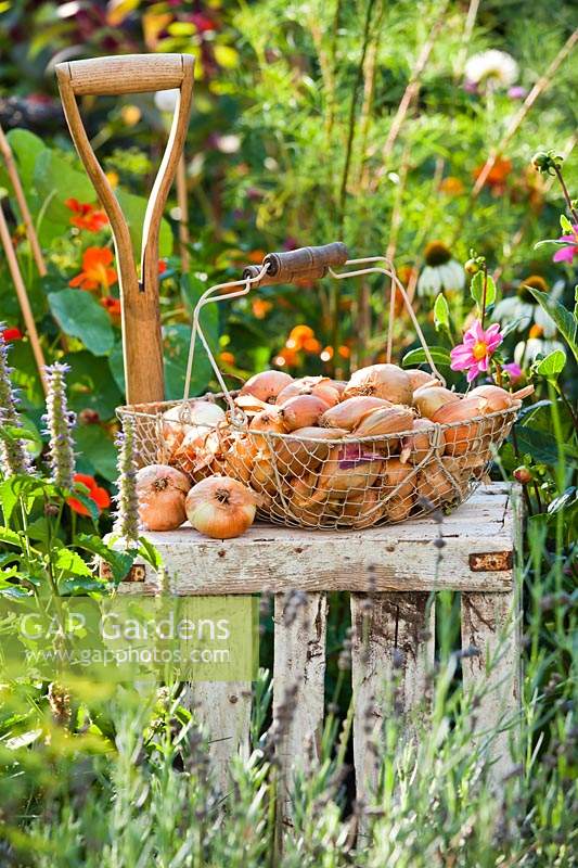 Harvested onions in wire trug on wooden crate 