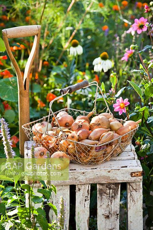 Harvested onions in a wire trug on a wooden crate in a garden