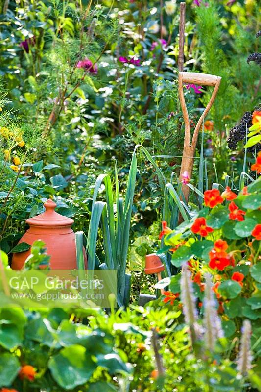 Potager vegetable bed with mixture of vegetables such as leeks and flowers such as
 nasturtium