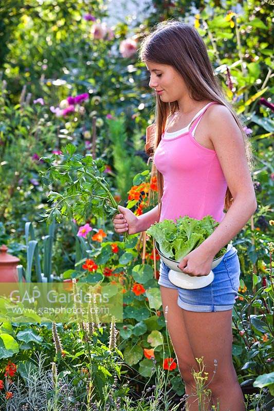 Harvesting vegetables, celery and lettuce
