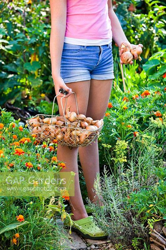 Person holding trug of harvested onions in a garden