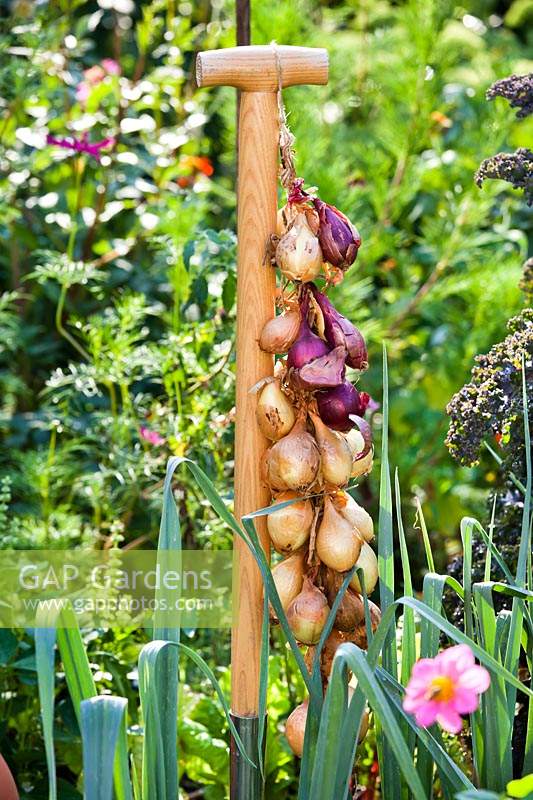 Harvested onions stringed up and drying outside before storing indoors
