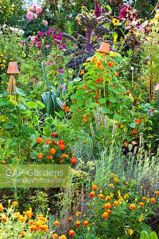 Mixed planting of herbs, vegetables and flowers. Plants include: nasturtium up wigwam supports, Tagetes - 

French marigolds, Lavendula - lavender, Korean mint, leeks, curry plant and kale.