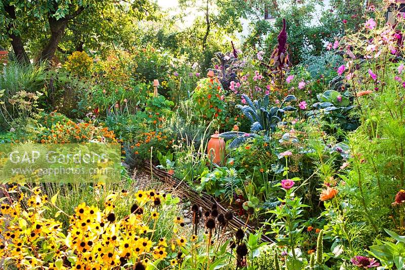 Vegetable garden of raised beds planted in potager style with flowers and herbs in amongst vegetables

