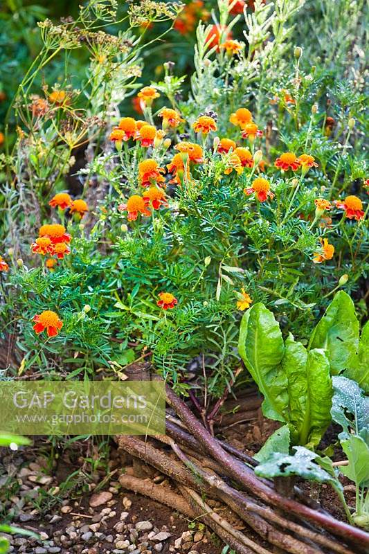 Tagetes patula - French marigolds