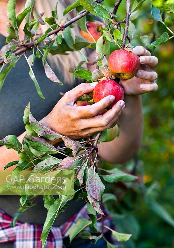 Women harvesting apples - Malus 'Enterprise'.