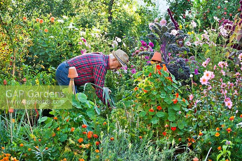Man harvesting vegetables in a potager-style garden filled with flowers and herbs