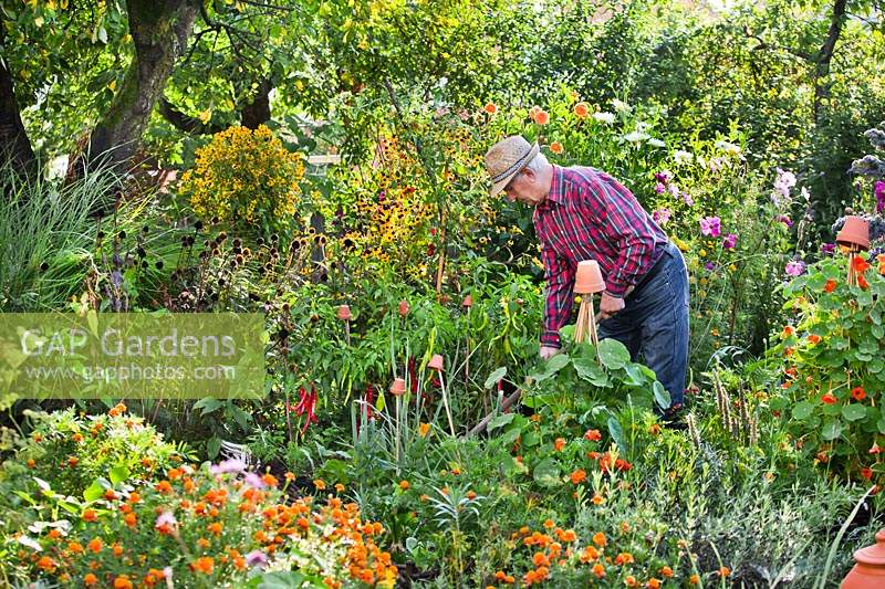 Man harvesting vegetables in organic vegetable garden.