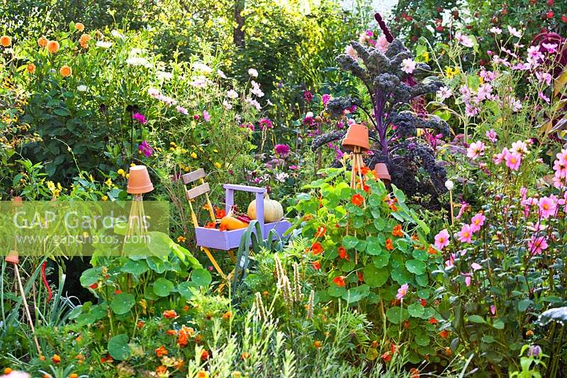 Potager-style garden with a mix of vegetables, flowers and herbs. Wooden trug
of peppers, kale and courgettes, nearby nasturtiums trained up bamboo cane wigwams