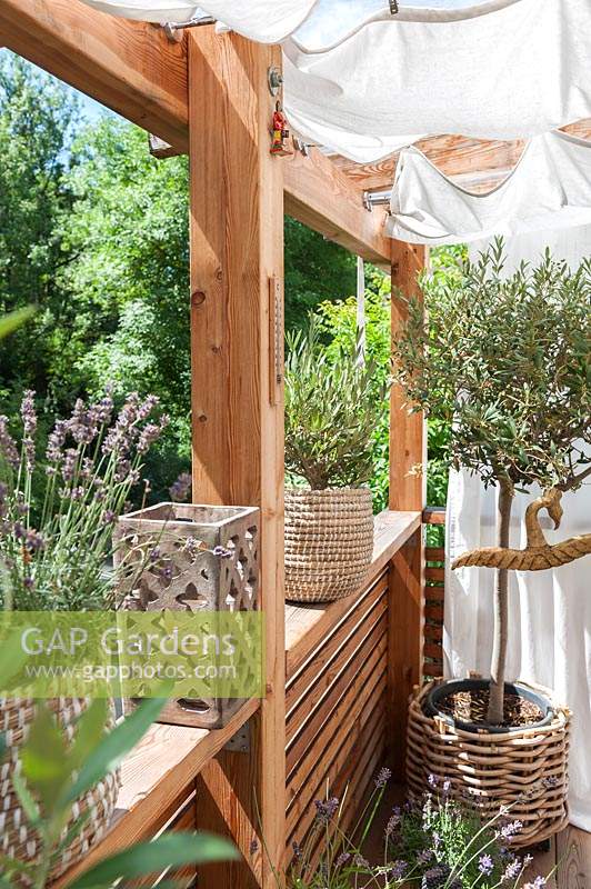View of mediterranean balcony, with baskets of Lavender - Lavandula and olive tree - Olea europaea, shaded from the sun by white curtains and blinds.