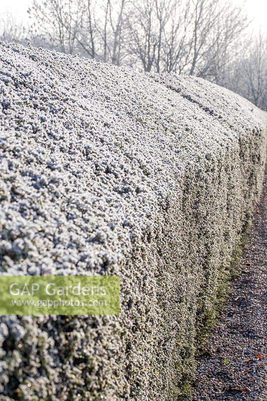 Lonicera nitida hedge in heavy frost.