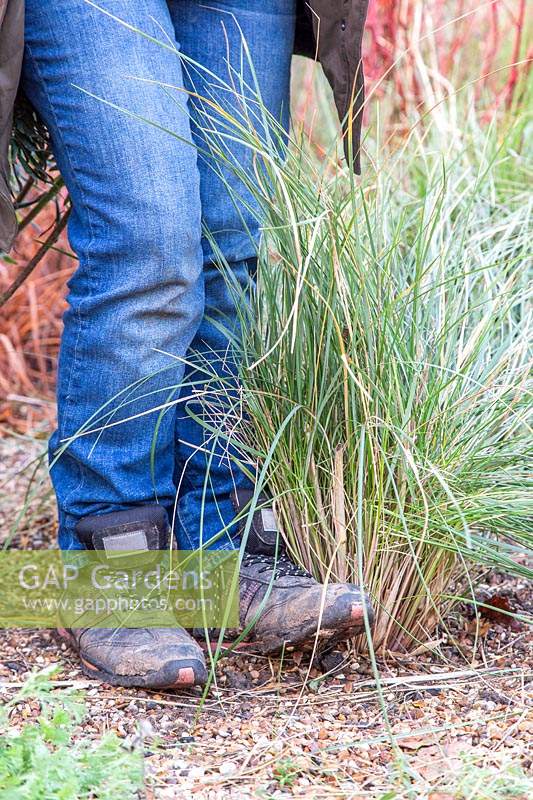 Woman using heel of foot to firm in recently replanted clump of Stipa gigantea.