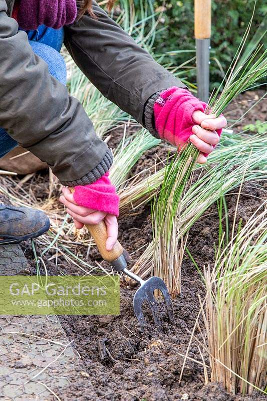 Woman planting small Stipa gigantea plants in trench.
