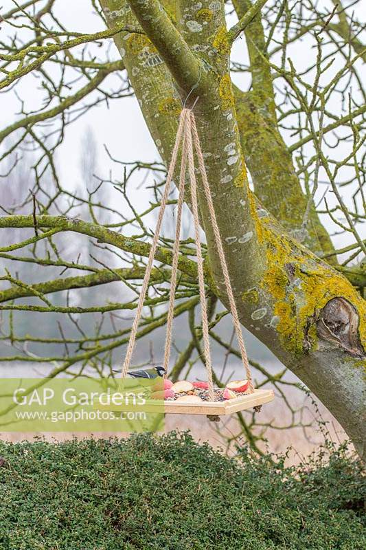 Parus major - Great tit - feeding on wooden hanging bird feeder.