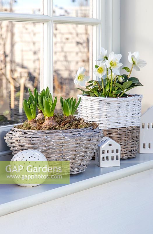 Windowsill with containers of flowering bulbs and perennials, including Hyacinthus - Hyacinth and Helleborus - Hellebore.