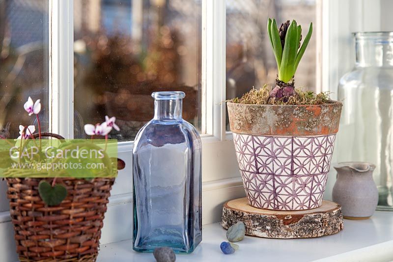 Budding purple Hyacinth in decorative pot on windowsill.