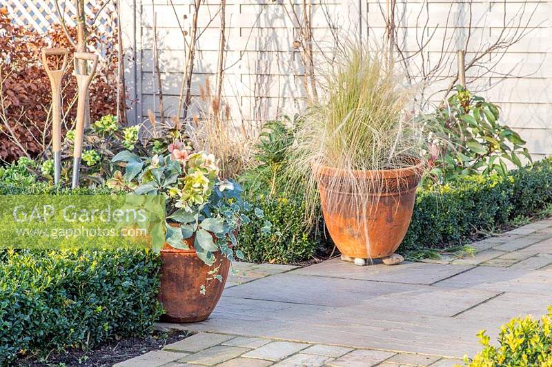 Feature pots with ornamental grass and flowering Hellebore in formal garden with clipped Buxus hedges.