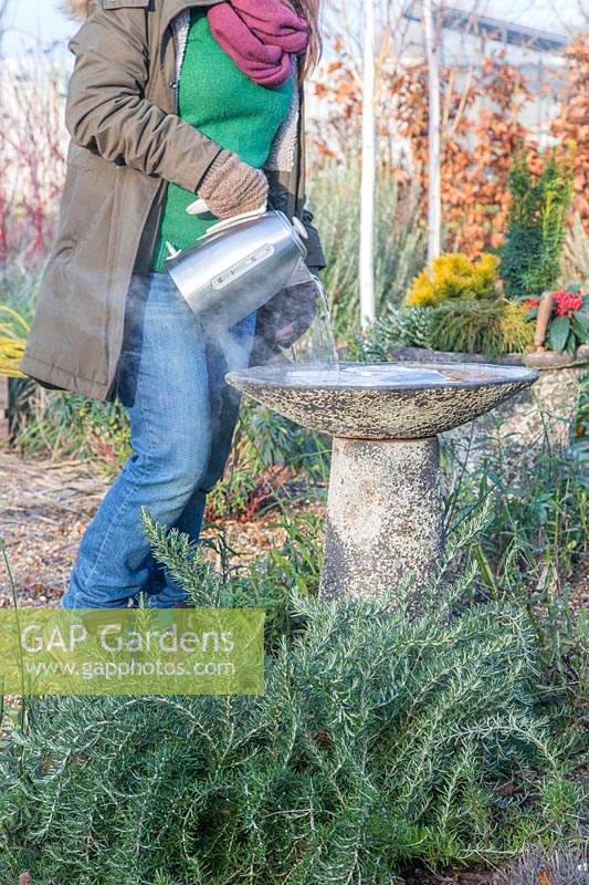 Woman pouring boiling water in bird bath to try and melt the frozen ice.