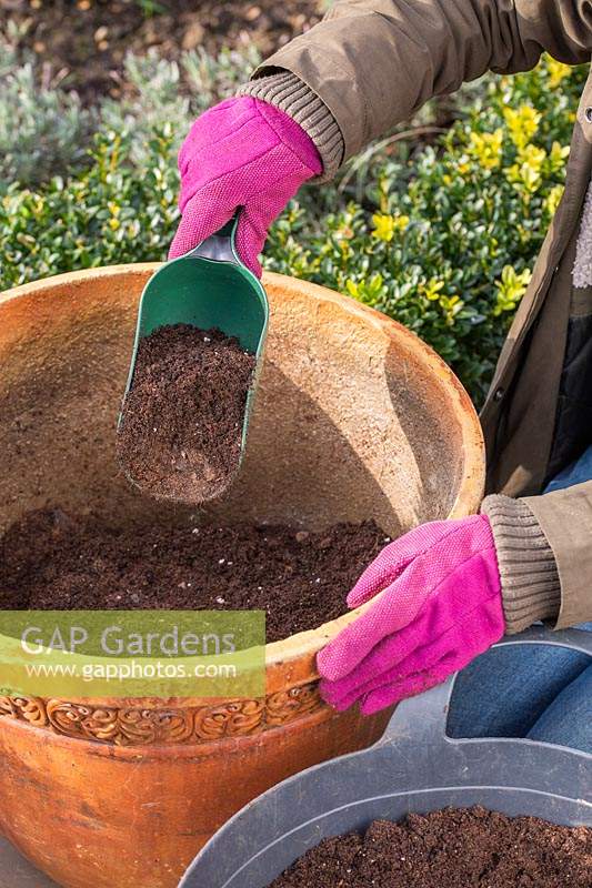 Woman adding scoop of compost into large terracotta pot.