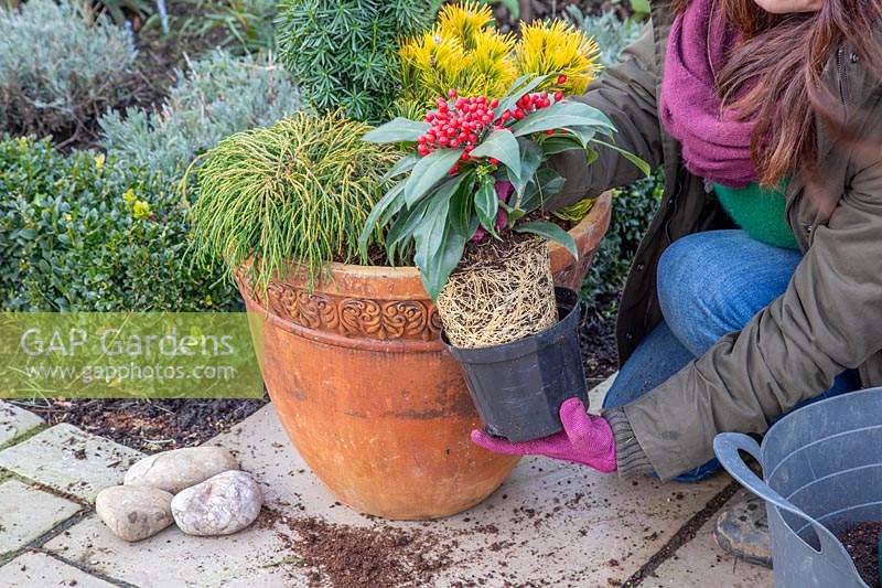 Woman lifting Skimmia japonica subsp. reevesiana out of its plastic plant pot.