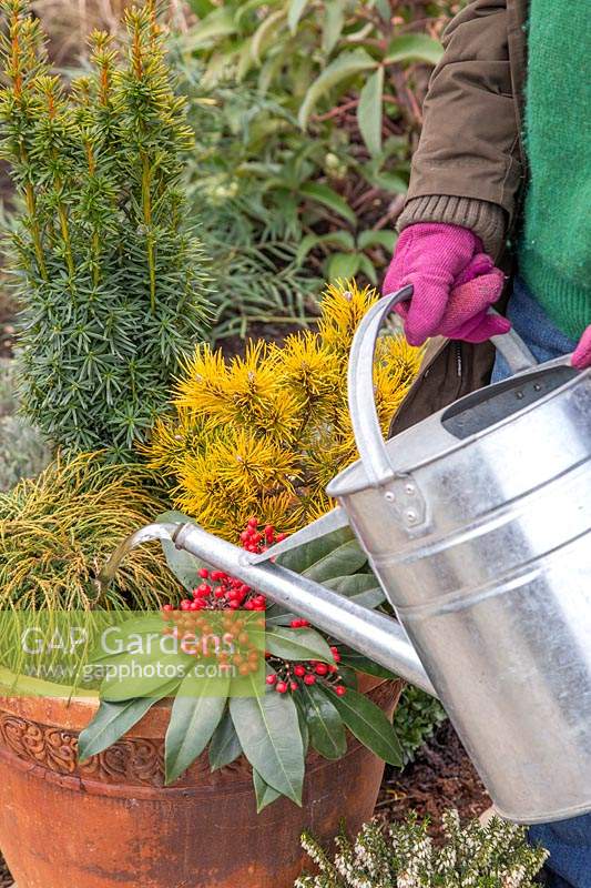 Woman watering large terracotta pot planted with mixed evergreen, winter-interest shrubs.