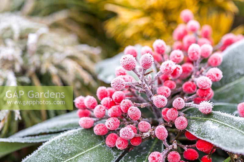 Skimmia japonica subsp. reevesiana in hoar frost.