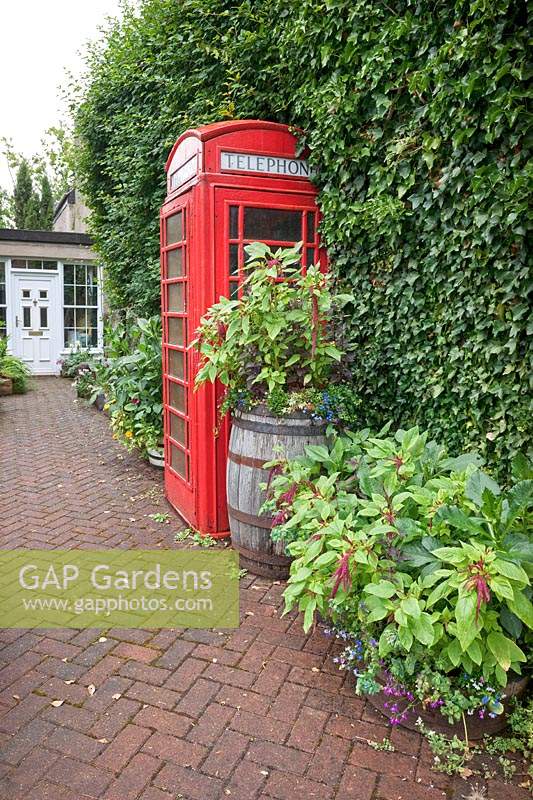 Traditional red telephone box on brick-paved driveway, surrounded by oak barrels of Amaranthus caudatus - Love Lies Bleeding.  