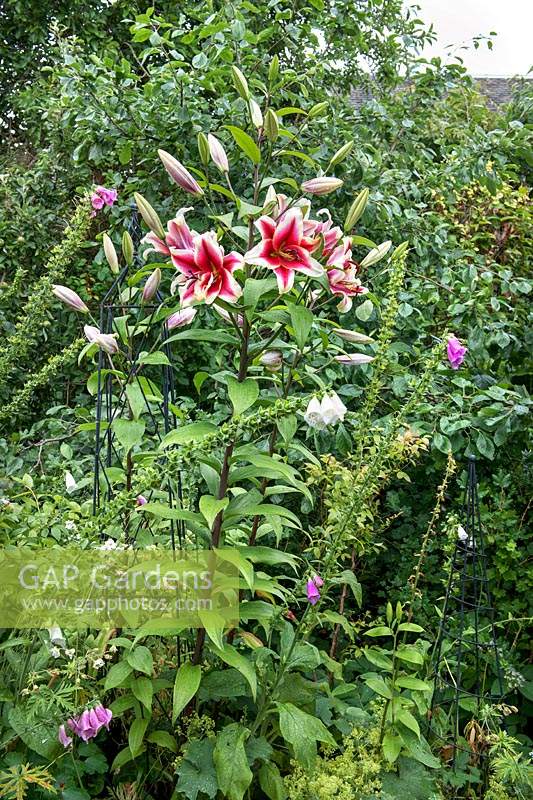 Lilium 'Friso' - Oriental trumpet lily - and Digitalis purpurea - Foxglove - in border. 