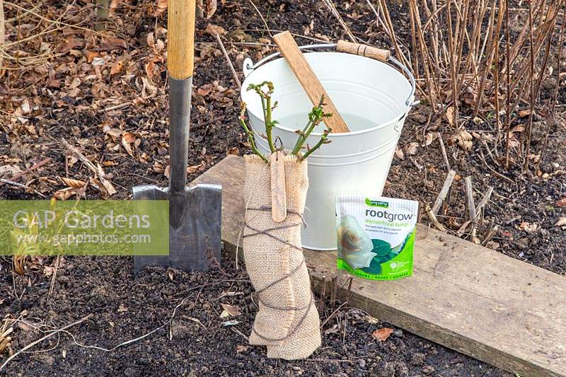 Tools and materials for planting a bare root rose - Rosa 'Sweet Memories'