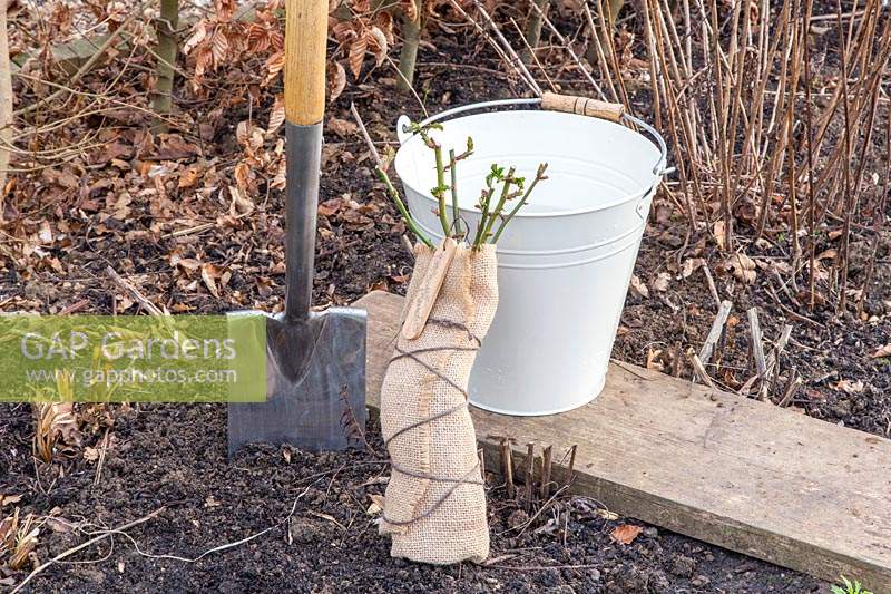 Tools and materials for planting bare root rose - Rosa 'Sweet Memories'