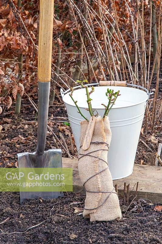 Tools and materials for planting bare root rose - Rosa 'Sweet Memories'